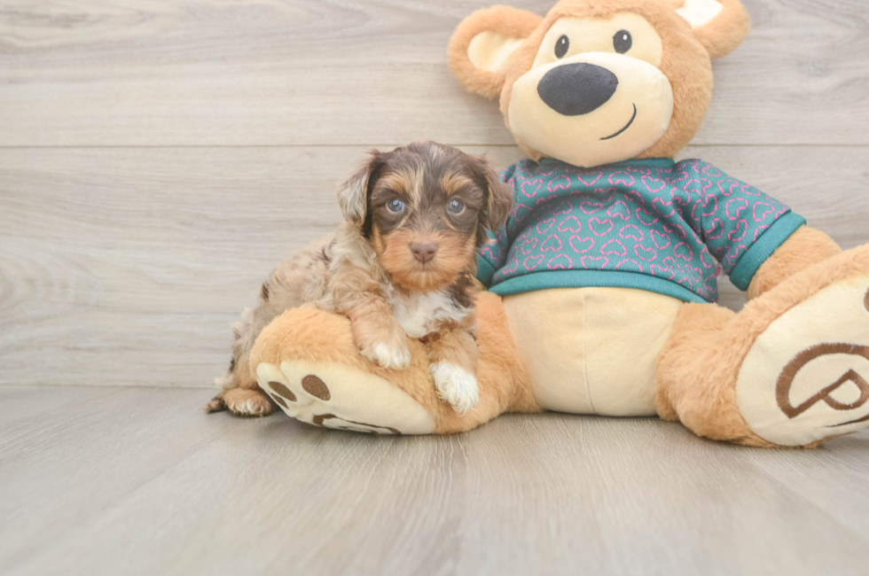 5 week old Yorkie Poo Puppy For Sale - Pilesgrove Pups