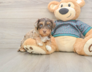 8 week old Yorkie Poo Puppy For Sale - Pilesgrove Pups 8 week old Yorkie Poo Puppy For Sale - Pilesgrove Pups