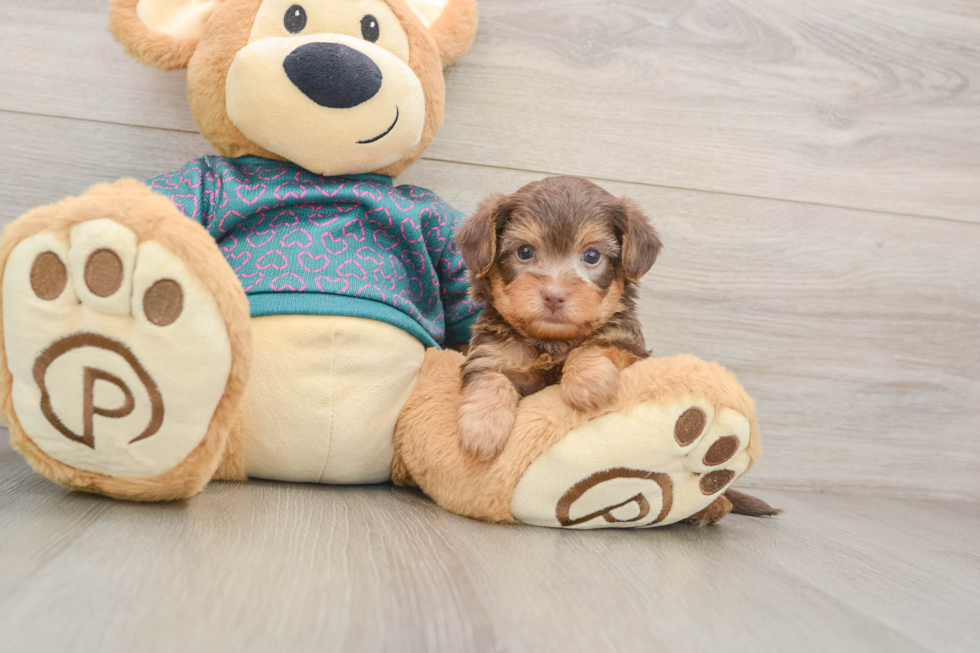 Best Yorkie Poo Baby