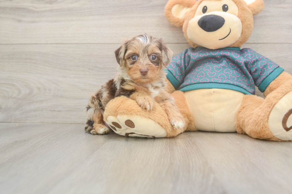 5 week old Yorkie Poo Puppy For Sale - Pilesgrove Pups