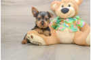 Energetic Yorkie Mix Puppy