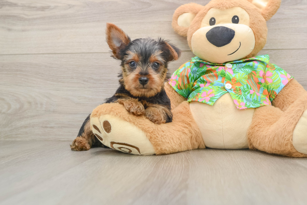 Energetic Yorkie Mix Puppy