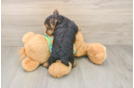Petite Yorkie Mix Puppy