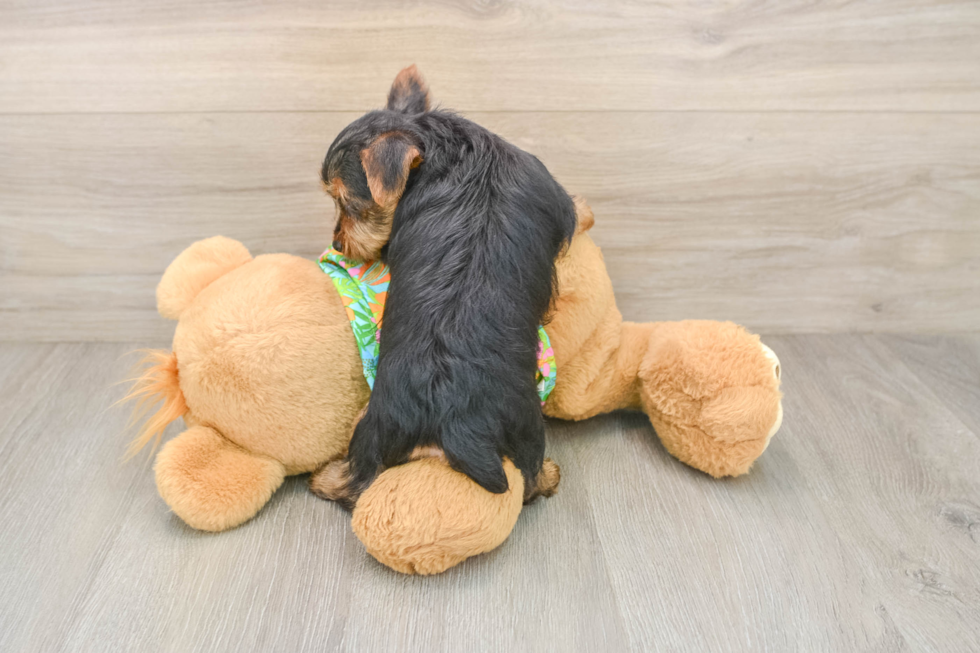 Petite Yorkie Mix Puppy