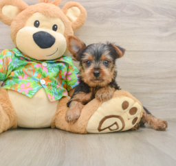 8 week old Yorkshire Terrier Puppy For Sale - Pilesgrove Pups