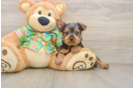 Yorkshire Terrier Puppy for Adoption
