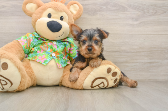 Yorkshire Terrier Puppy for Adoption