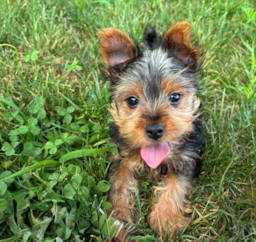 11 week old Yorkshire Terrier Puppy For Sale - Pilesgrove Pups