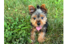 Cute Yorkshire Terrier Baby