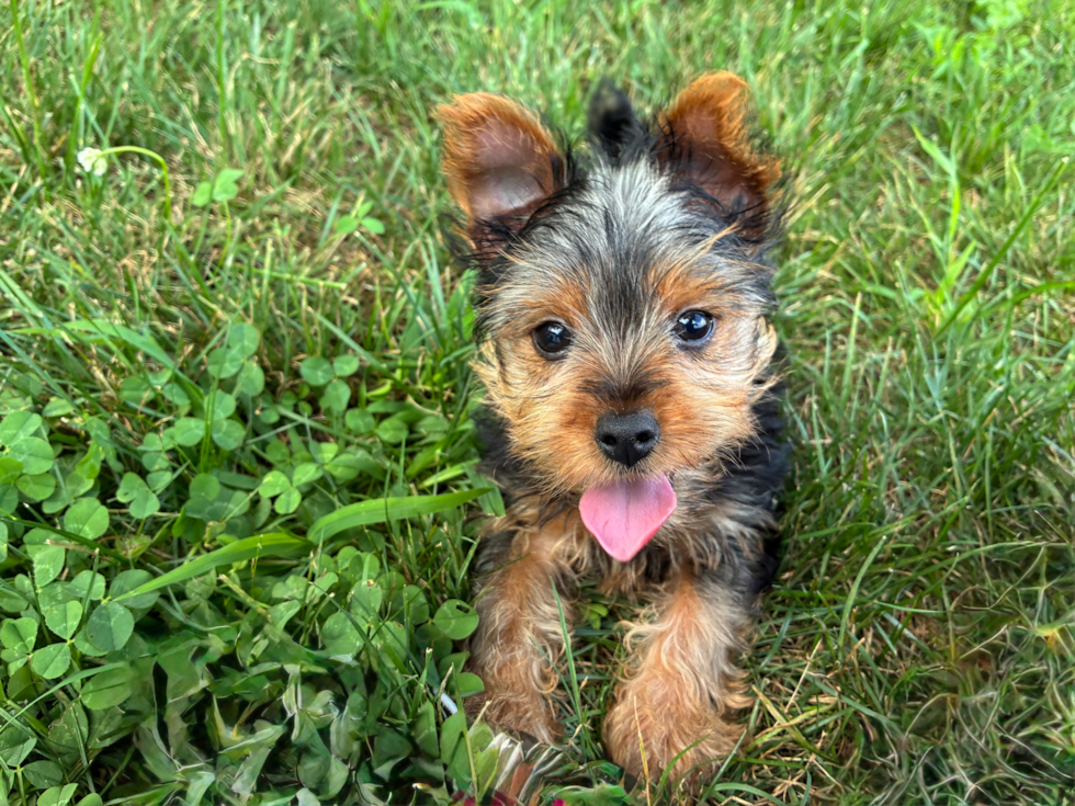 Cute Yorkshire Terrier Baby