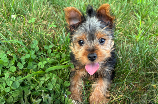 Cute Yorkshire Terrier Baby