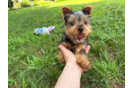 Cute Yorkshire Terrier Baby