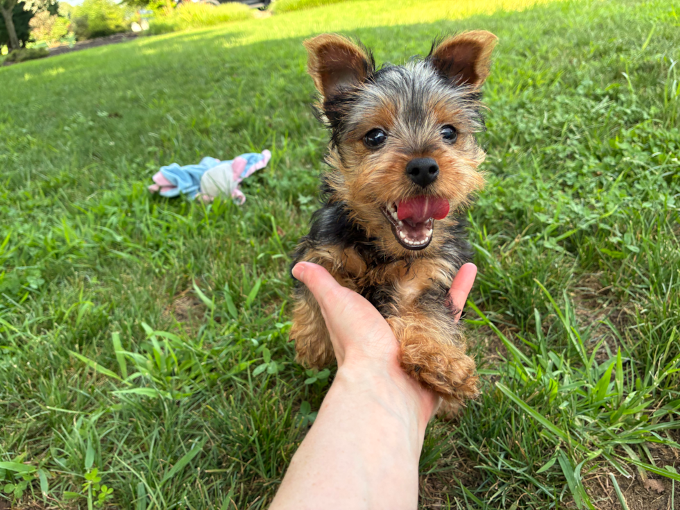 Cute Yorkshire Terrier Baby