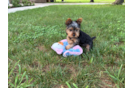 Yorkshire Terrier Pup Being Cute