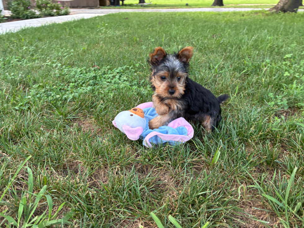 Yorkshire Terrier Pup Being Cute