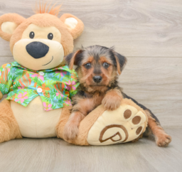 8 week old Yorkshire Terrier Puppy For Sale - Pilesgrove Pups