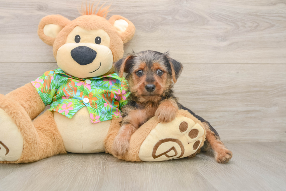 Akc Registered Yorkshire Terrier Baby