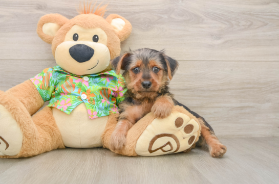 ARNOLD, a Yorkshire Terrier littermate
