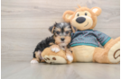 Little Yorkshire Terrier Purebred Pup