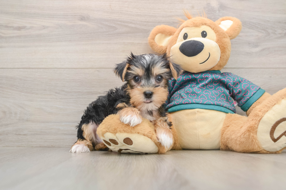 Little Yorkshire Terrier Purebred Pup