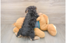 Yorkshire Terrier Puppy for Adoption