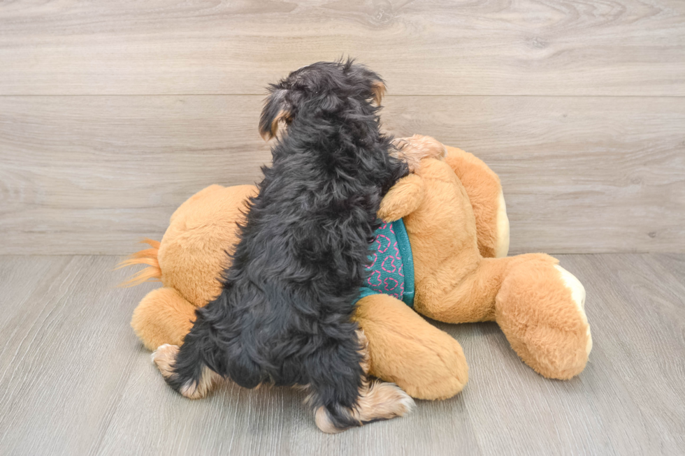 Yorkshire Terrier Puppy for Adoption