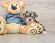 10 week old Yorkshire Terrier Puppy For Sale - Pilesgrove Pups