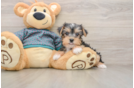 Funny Yorkshire Terrier Purebred Pup