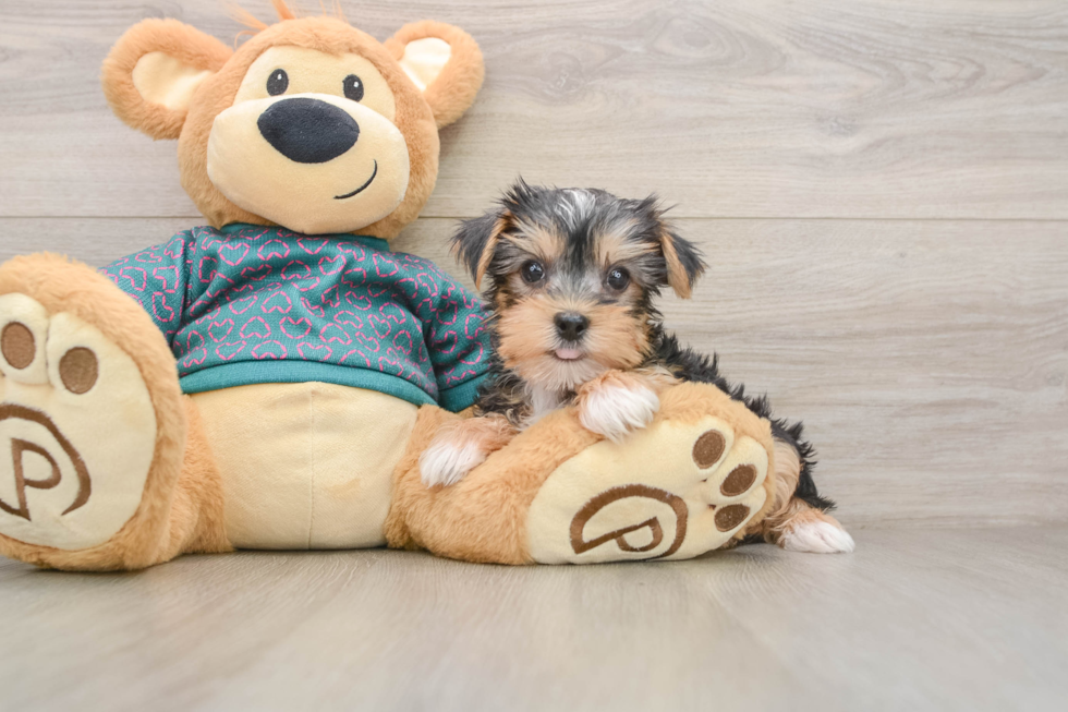 Funny Yorkshire Terrier Purebred Pup