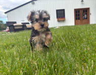 11 week old Yorkshire Terrier Puppy For Sale - Pilesgrove Pups
