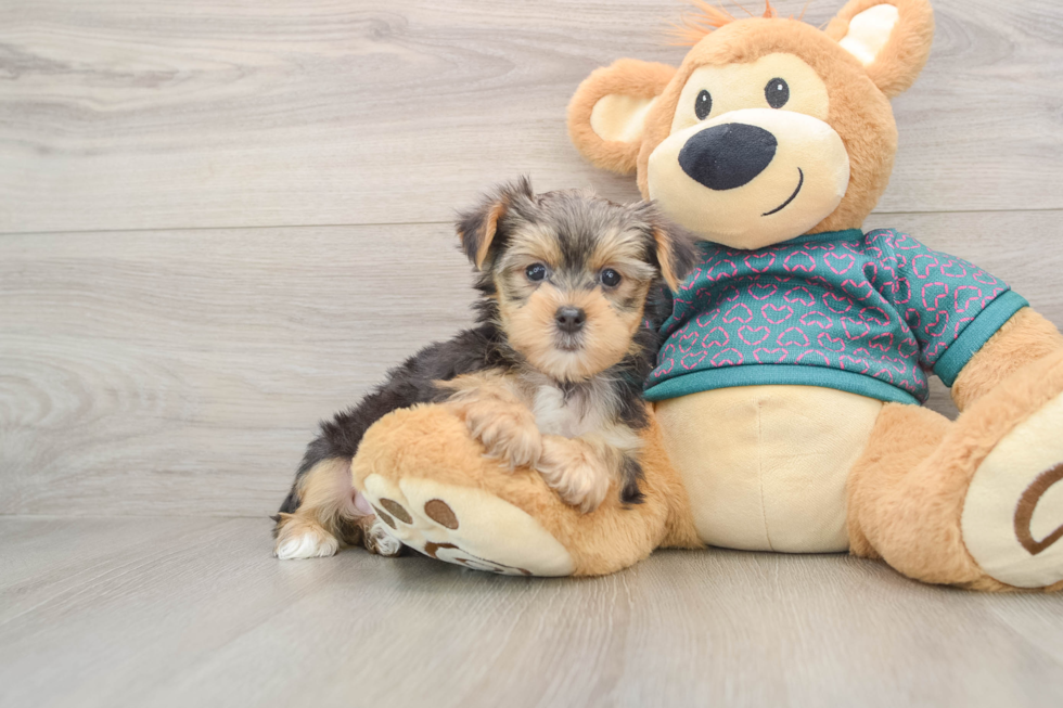 Yorkshire Terrier Puppy for Adoption