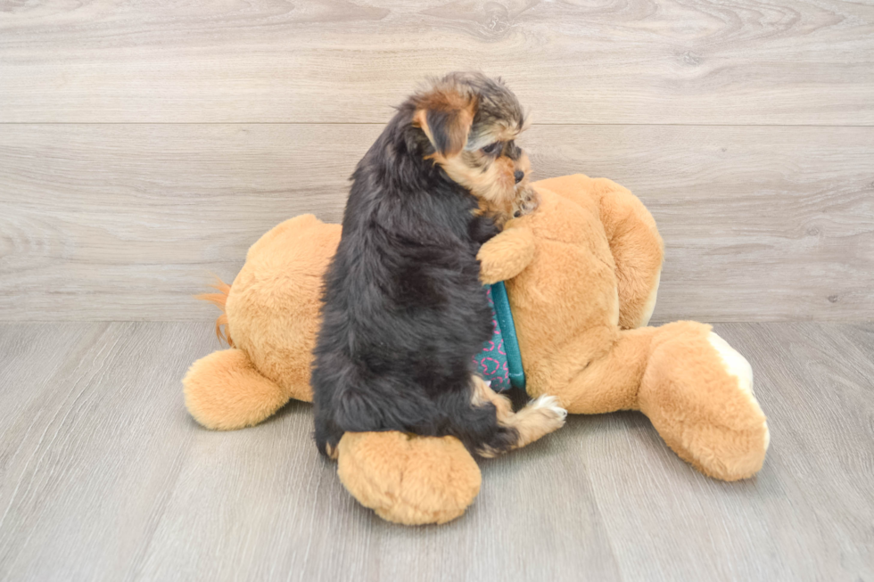 Little Yorkshire Terrier Purebred Pup