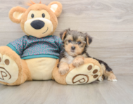 9 week old Yorkshire Terrier Puppy For Sale - Pilesgrove Pups