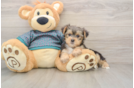 Small Yorkshire Terrier Baby