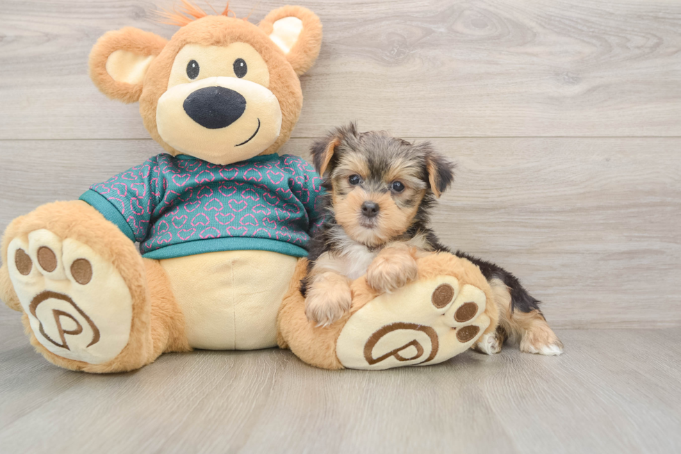 Small Yorkshire Terrier Baby