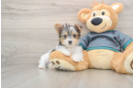 Yorkshire Terrier Puppy for Adoption