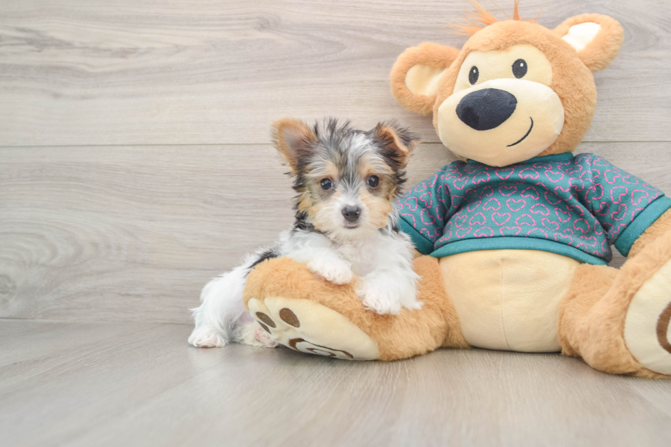 Yorkshire Terrier Puppy for Adoption