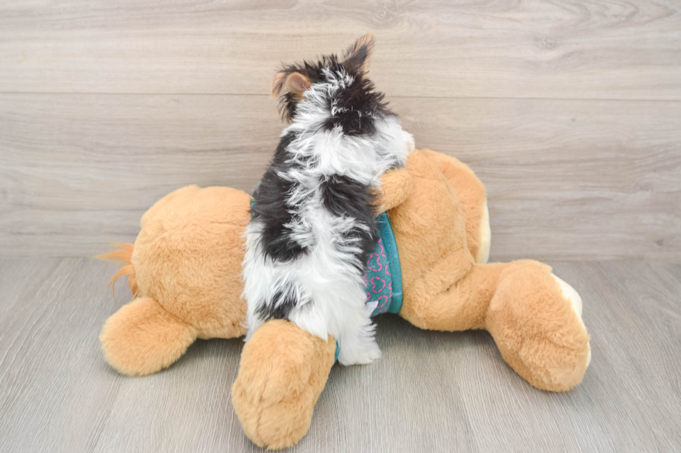 Small Yorkshire Terrier Purebred Pup