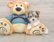 9 week old Yorkshire Terrier Puppy For Sale - Pilesgrove Pups