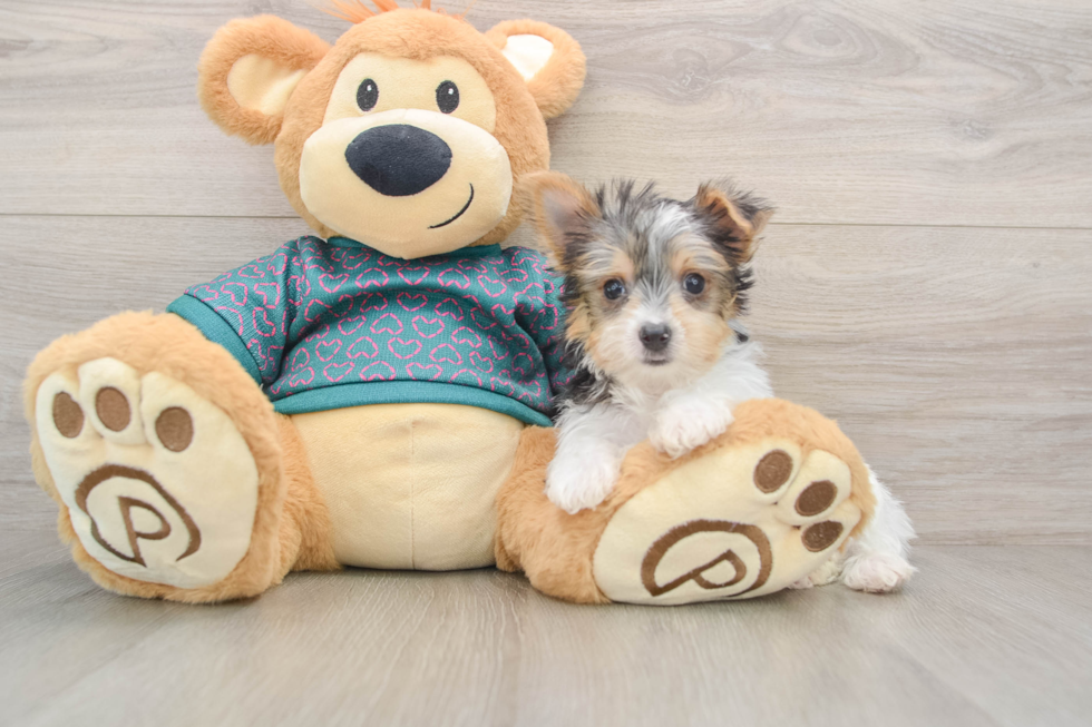 Happy Yorkie Purebred Puppy