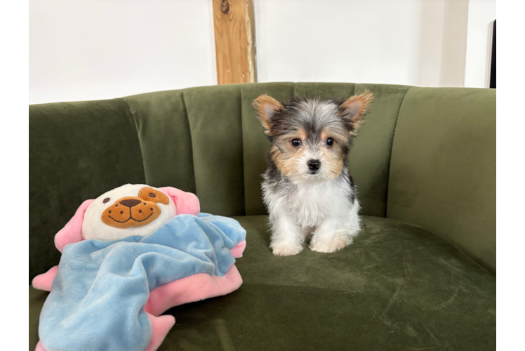 Cute Yorkshire Terrier Purebred Pup