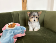 10 week old Yorkshire Terrier Puppy For Sale - Pilesgrove Pups