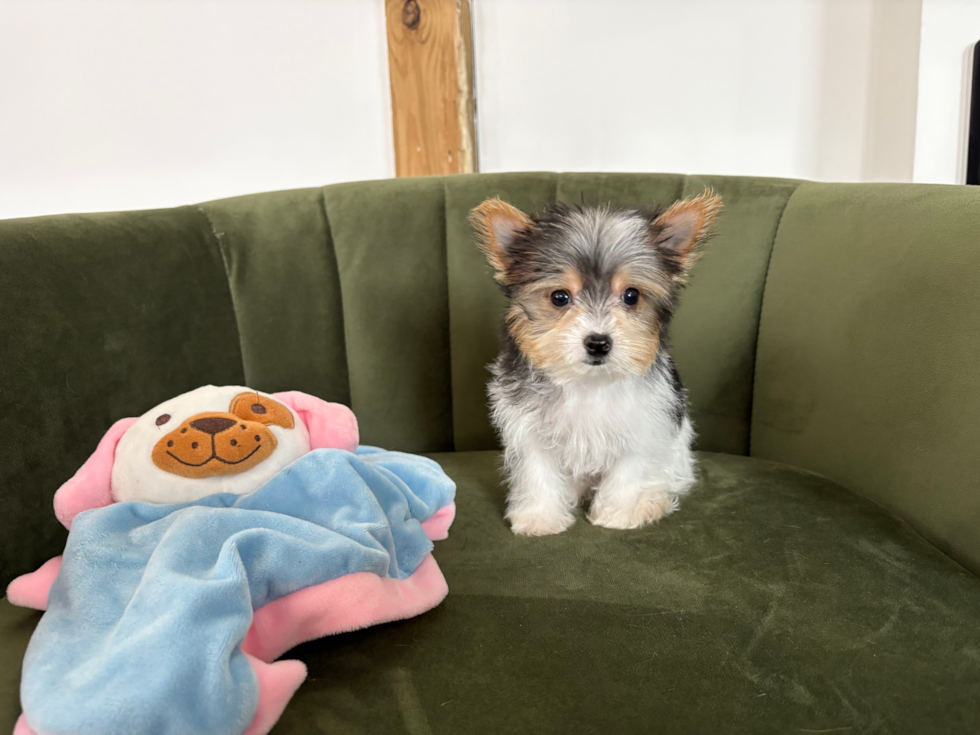 Cute Yorkshire Terrier Purebred Pup