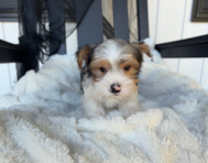 10 week old Yorkshire Terrier Puppy For Sale - Pilesgrove Pups