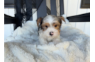 Best Yorkshire Terrier Baby