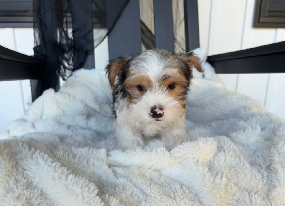 Best Yorkshire Terrier Baby
