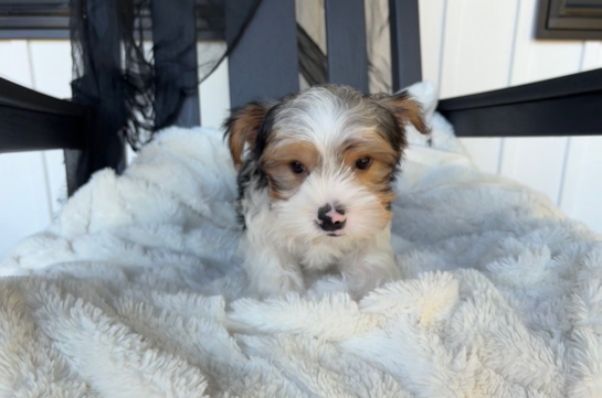 10 week old Yorkshire Terrier Puppy For Sale - Pilesgrove Pups