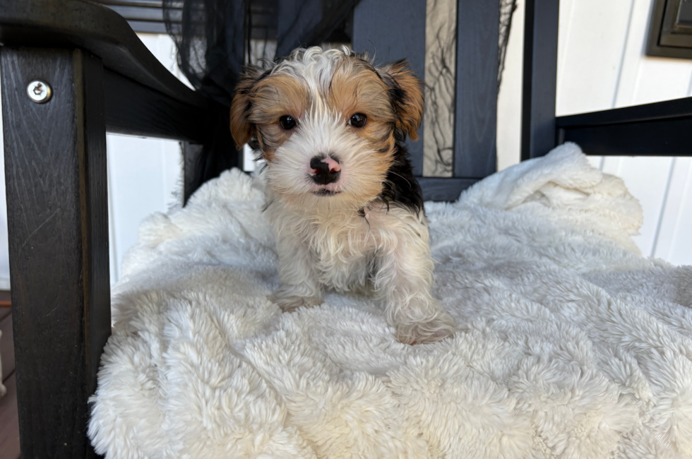 11 week old Yorkshire Terrier Puppy For Sale - Pilesgrove Pups