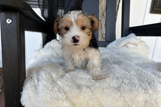 11 week old Yorkshire Terrier Puppy For Sale - Pilesgrove Pups Cute Yorkshire Terrier Baby