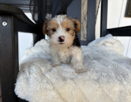11 week old Yorkshire Terrier Puppy For Sale - Pilesgrove Pups 11 week old Yorkshire Terrier Puppy For Sale - Pilesgrove Pups